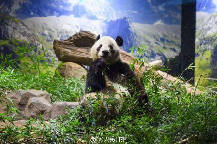 大熊猫晓晓蕾蕾抵达成都 平安回国引发关注