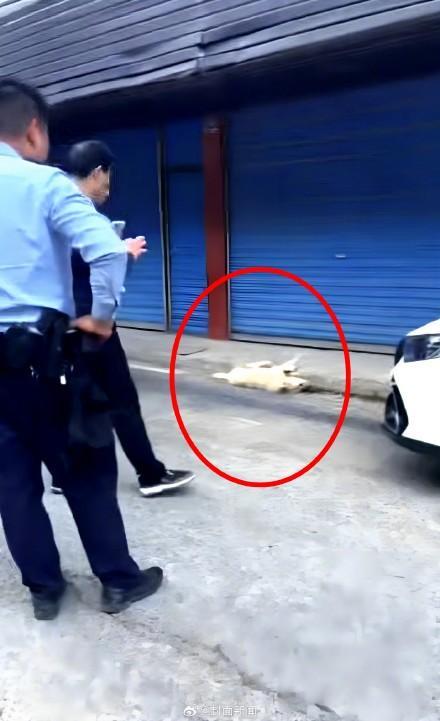 恶犬发狂伤人 警民合力将其捕杀