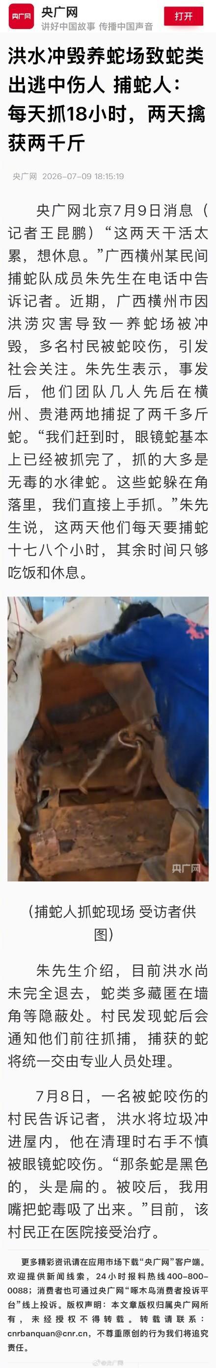 广西捕蛇人2天擒获两千斤蛇