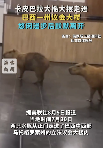 两只水豚闯入巴西议会现场抢镜