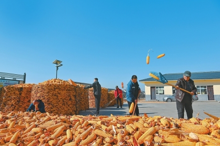 玉米满仓绘“丰”景