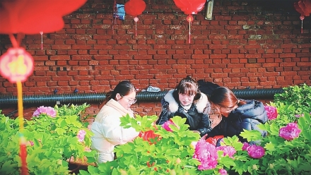 古县：大棚牡丹迎春绽放