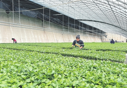 抢抓农时育苗忙