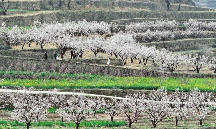 踏青赏花 拍照打卡
