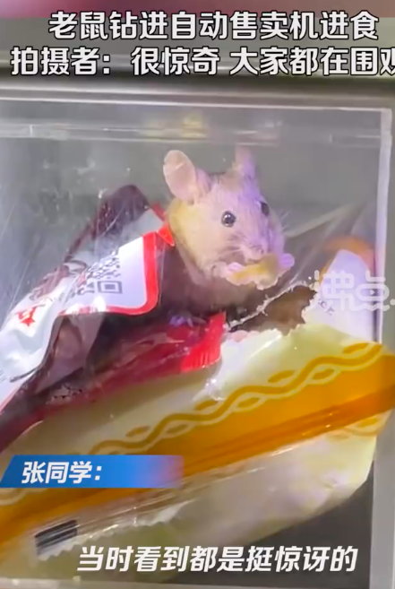 老鼠钻进男生宿舍自动售卖机偷吃