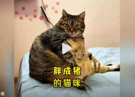 15斤的小猫把床压塌了 承包一整天笑点