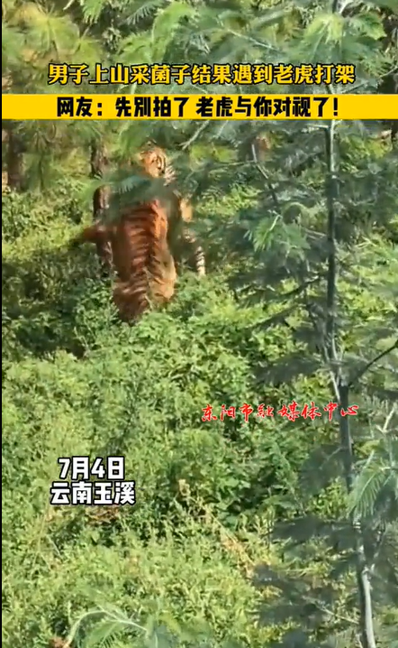 男子上山遇到老虎打架 网友：先别拍了老虎与你对视了！