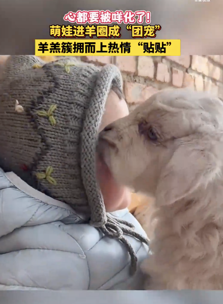 萌娃进羊圈成团宠 小羊羔排队要贴贴！