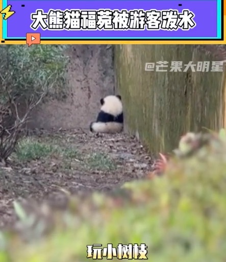 大熊猫福菀遭游客泼水躲起来 