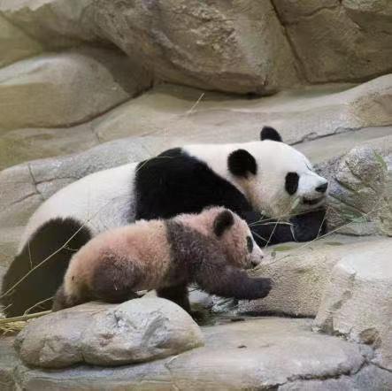 法新社镜头下的马克龙访问川大 熊猫“圆梦”见证中法情谊