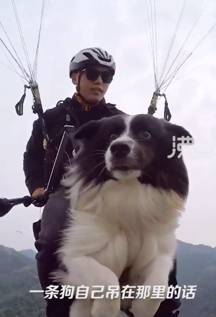 狗狗体验滑翔伞目瞪口呆 可以和小区的狗吹嘘很久