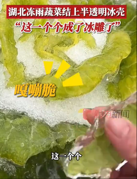 湖北冻雨蔬菜结上半透明冰壳：一个个都成了冰雕了