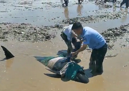 12头疑似鲸豚搁浅浙江海域 各部门正全力救助