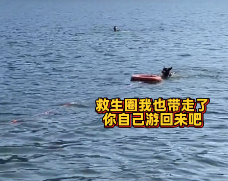 救援演练遇熟人警犬扭头就走 还顺便带走了救生圈