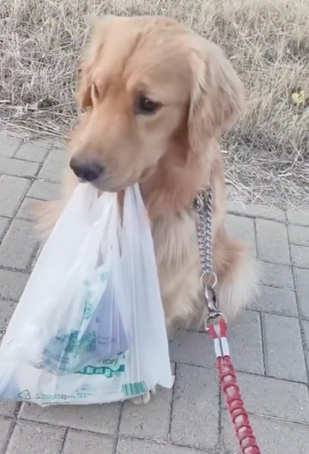 狗狗因主人不提东西而赌气