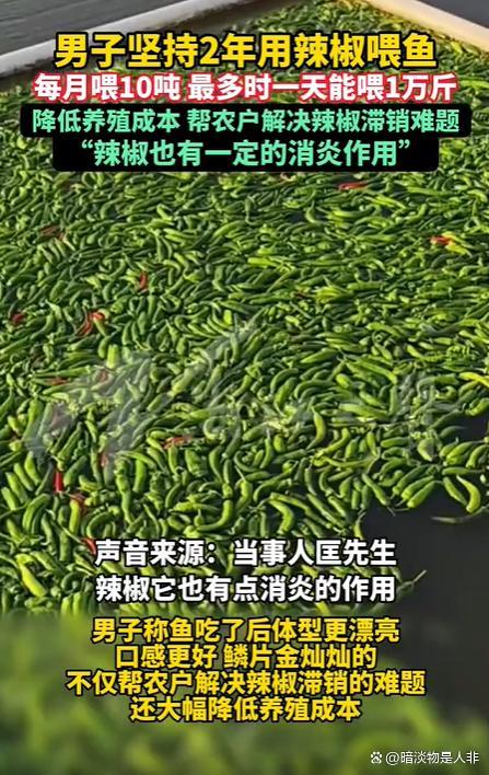 渔场用万斤辣椒喂鱼 口感更佳成本更低