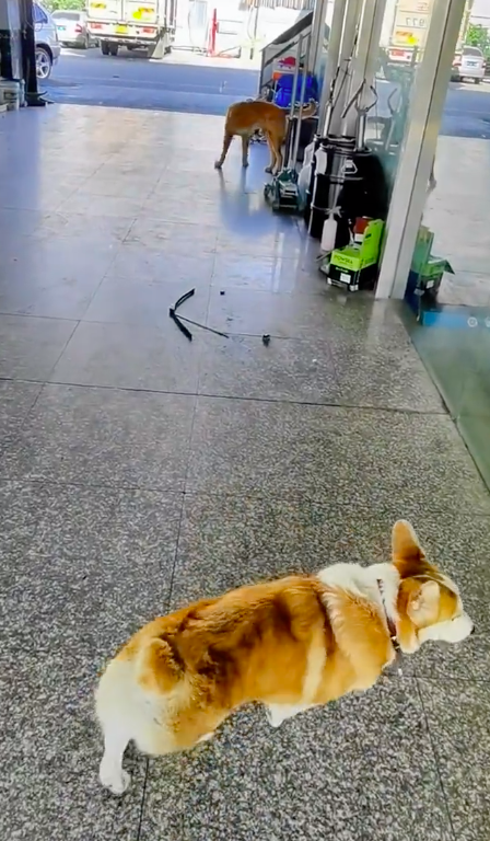 第一次为两只狗感到尴尬