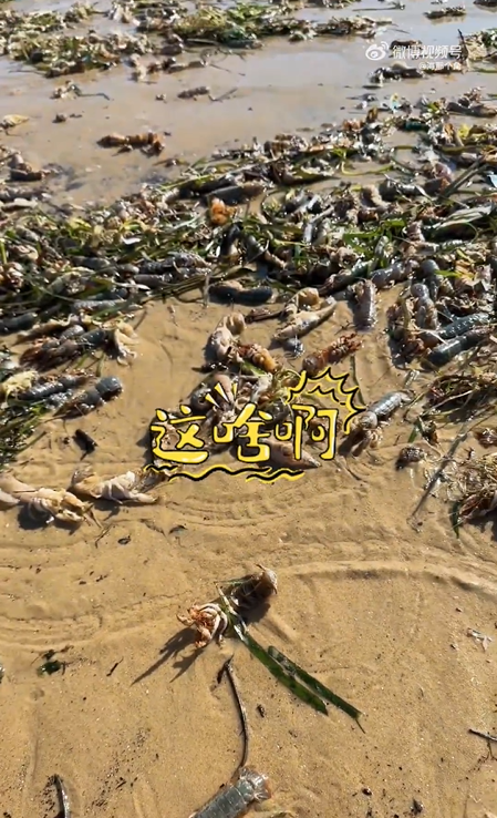 山东烟台大风后市民捡30斤蝼蛄虾 海滩遍布被吹来的蝼蛄虾