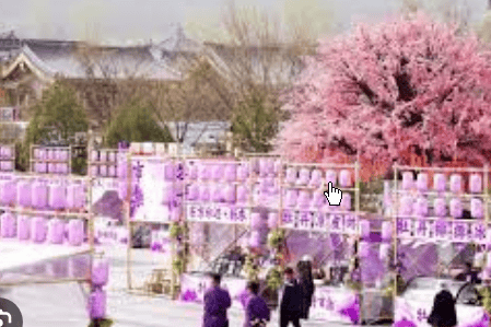 河南游客买断头牡丹 牙签“粘”花引热议
