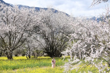 Pfirsichblüten in Nyingchi in voller Pracht
