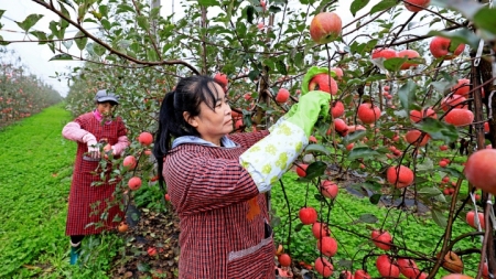 Kleine Äpfel fördern ländliche Wiederbelebung in Shaanxi