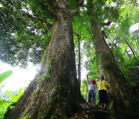 Wertvolle Nanmu-Bäume in Chongqing entdeckt