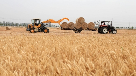 Xi Jinping ermutigt Getreidebauern, zur nationalen Ernährungssicherheit beizutragen