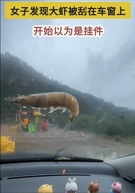 青岛台风将大虾刮飞停在车窗上 这6只虾兵冲浪过头了