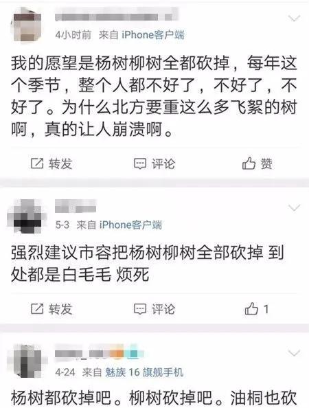 高敏预警！“过敏星人”噩梦又来了，持续一个多月 飞絮季来临