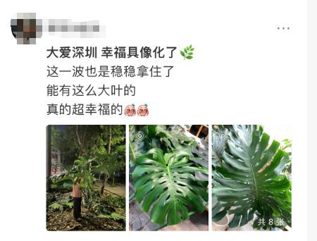 網(wǎng)傳全深圳都在綠化帶撿龜背竹