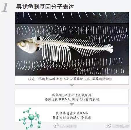 無刺魚有望成現(xiàn)實(shí)！華中農(nóng)大團(tuán)隊(duì)找到控制魚刺基因