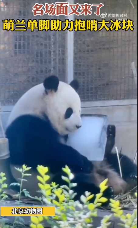 大熊猫萌兰啃冰块解暑，名场面又来了！