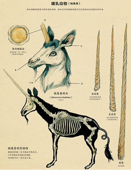 独角兽的骨骼图(《博物学家的神秘动物图鉴》内页）