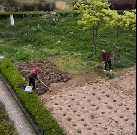 上海阿姨将小区草坪改成菜园 目击者：废物利用吧，荒着也是荒着