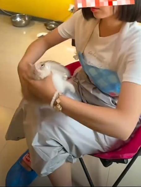 女子猫咖虐猫致死呼唤反虐待动物法 残忍行为引发社会关注