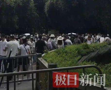 大熊貓“頂流”花花人氣爆棚 排隊兩小時只為一睹真容