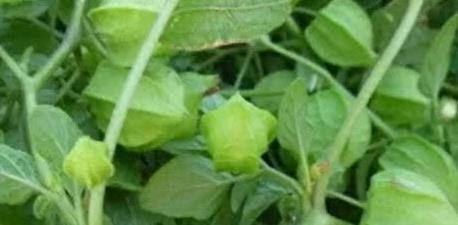 大部分人玩过但没吃过的野果，遇到不要错过