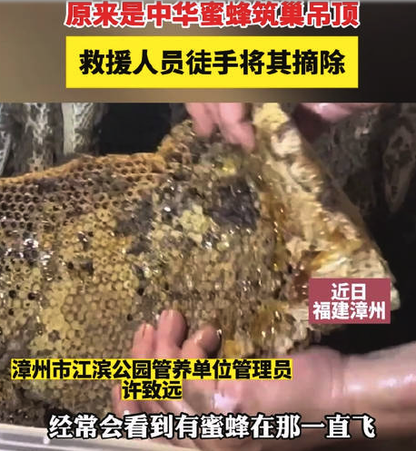 救援人员徒手掰开天花板蜂窝！专业人士提醒
