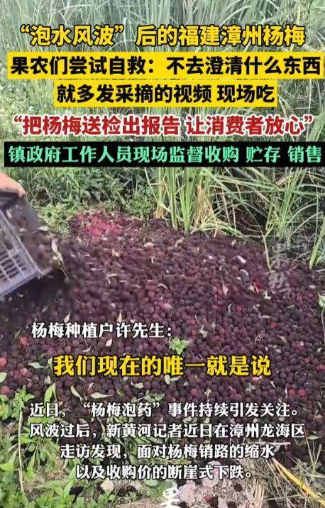 漳州當(dāng)?shù)貤蠲坊謴?fù)收購 銷量回升發(fā)全國