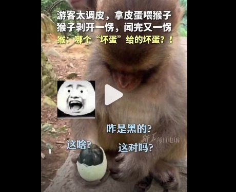 贵州一游客投喂猴子皮蛋 表情皱成一团