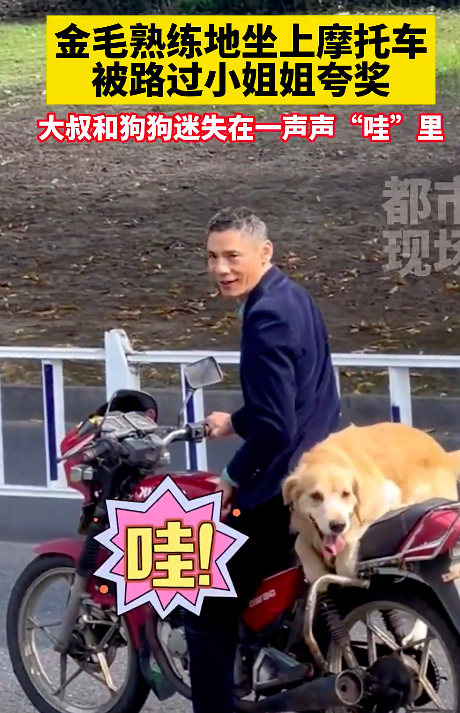 金毛熟练坐摩托车被夸奖满脸傲娇 大爷和狗狗同款等表扬脸