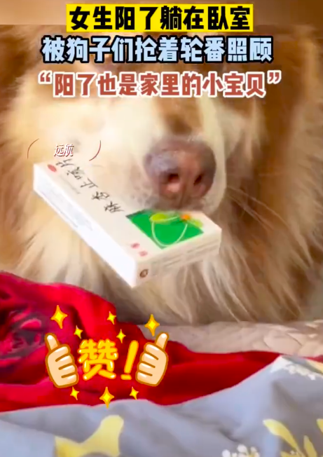 女子阳了被狗子们抢着轮番照顾