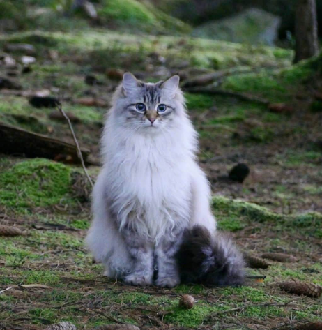 猫被制裁后 俄罗斯的狗也被制裁了！越来越荒唐