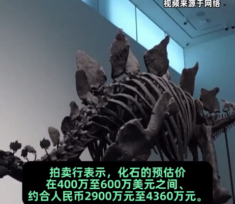 距今1.5亿年 迄今最大剑龙骨架化石将在纽约拍卖