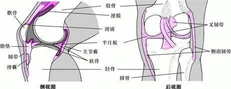 跑步、下楼膝盖“咔哒”响,你该担心吗?