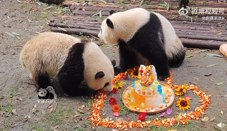我的宝宝！大熊猫萌兰8岁生日快乐！