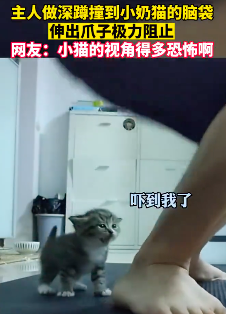 主人做深蹲撞到小猫脑袋 猫：讨厌没有边界感的男人！
