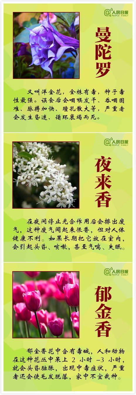 嘗一口路邊花21歲女孩被緊急搶救 誤食斷腸草險(xiǎn)喪命