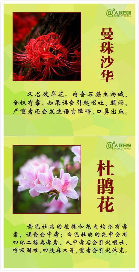 嘗一口路邊花21歲女孩被緊急搶救 誤食斷腸草險(xiǎn)喪命