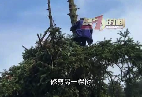 儿子回应84岁父亲爬30米高树剪树枝：身体很硬朗，心里素质也好